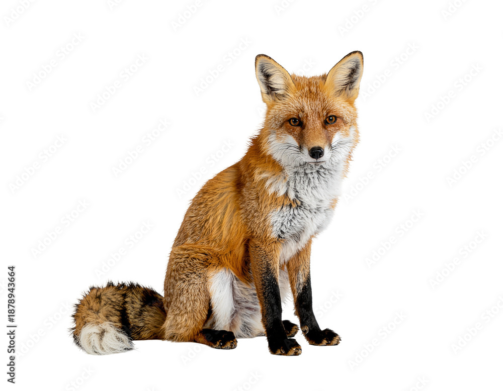 Fototapeta premium Young red fox sitting upright with fluffy tail and alert expression