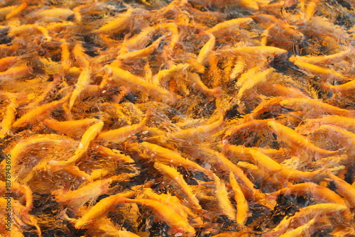 Golden and rainbow trout in the pond