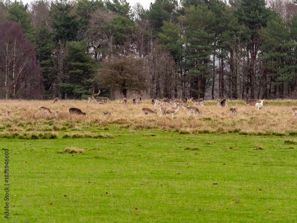 Obraz premium Variety of male and female and deer breeds at Tatton Park, Knutsford, Cheshire, UK
