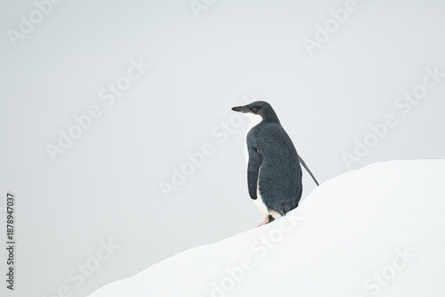 An immature Adelie Penguin (Pygoscelis adeliae) standing on the crest of a snow covered hill in Antarctica.