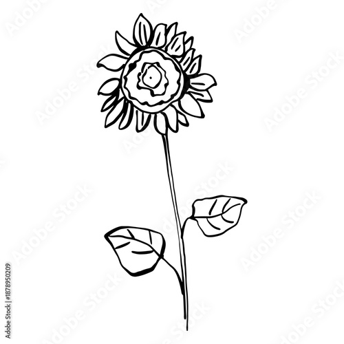 flower vector illustration