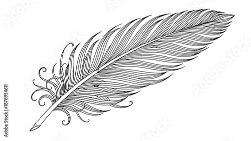 Elegant black and white illustration of a feather with intricate details.