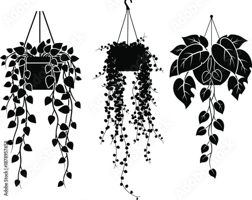 Floral tub hanging plants monstera and trailing vines in pots