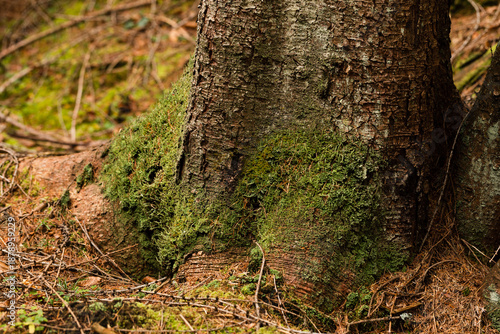 dettagli della base e delle radici di un albero coperte parzialmente da strati di muschio verde, su un terreno naturale