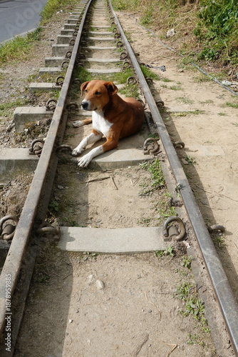 Dog resting on railway tracks of the Darjeeling Himalayan Railway, Darjeeling, West Bengal, India