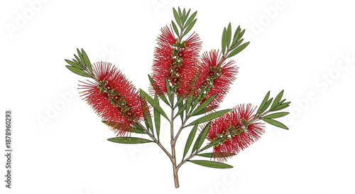 Photos Vibrant red bottlebrush flowers botanical illustration