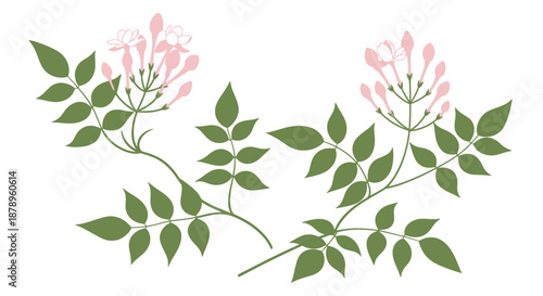 White magnolia flower with green leaves