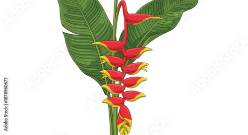 Blue butterfly pea flower illustration