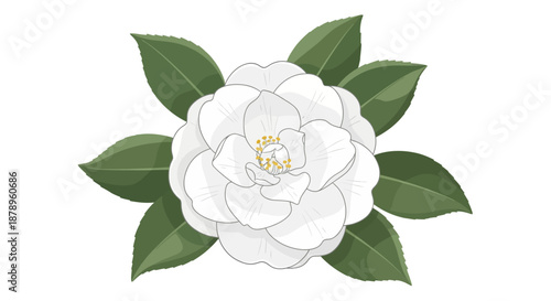 Illustration of red bottlebrush flowers with green leaves on a white background.