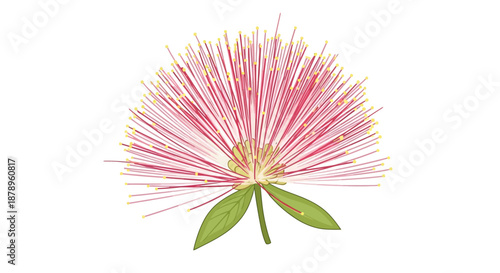 A detailed illustration of a Pride of Madeira flower isolated on a white background.