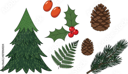 Winter forest botanical elements illustration, pine tree, pine cones, holly berries, fir branches, fern leaves, nature vector collection set artwork