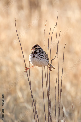 Sparrow with legs stretching from two branches doing the splits