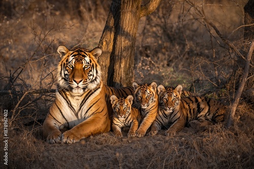 Tiger family nature, mother with three puppies