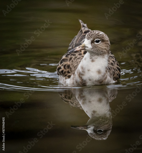 Swimming Ruff