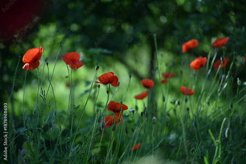 Fototapeta premium poppies and wild flowers
