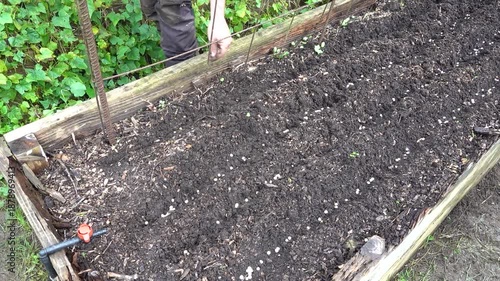 gardener sows peas in raised wooden bed. growing peas in the vegetable garden
