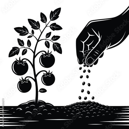 Hand sowing seeds near a tomato plant with ripe fruits