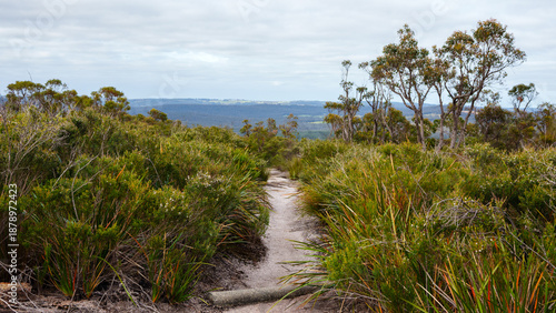 Narrow hiking trail through dense scrubland