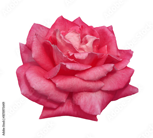 Blooming pink rose without stem isolated on white background.