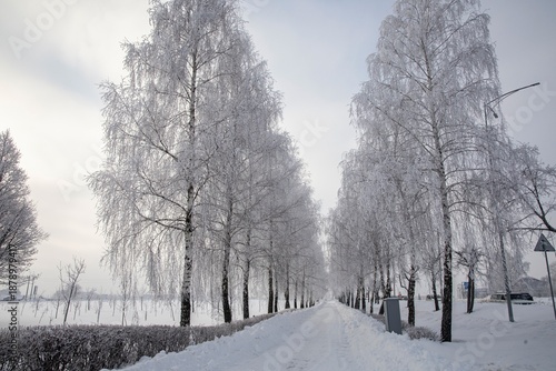 Winter textures with hoar frost and snow-covered trees
