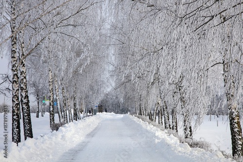 Winter textures with hoar frost and snow-covered trees