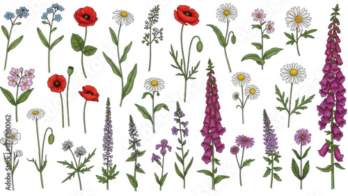 Wild flowers vector collection.  herbs, herbaceous flowering plants, blooming flowers, subshrubs isolated on white background. Hand drawn detailed botanical vector illustration.