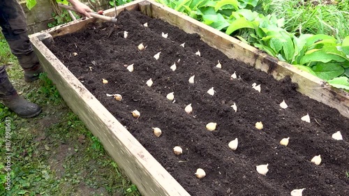 Man planting garlic on the raised bed