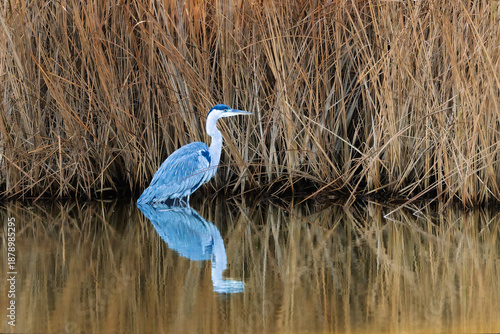 Grey Heron in the morning light