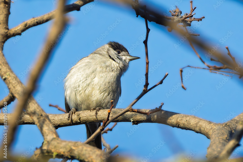 Fototapeta premium Eurasian Blackcap perched on a branch in the morning light