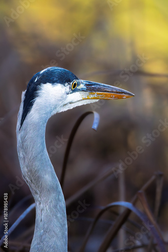 Grey Heron in the morning light