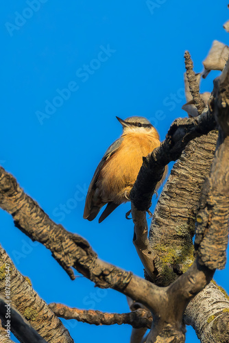 Eurasian nutthatch perched on a branch in the morning light