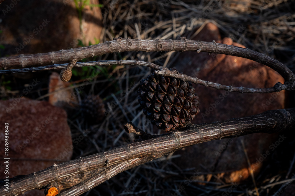 Obraz premium wild boar in the forest