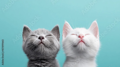 Wallpaper Mural Two adorable kittens with closed eyes against a bright teal background Torontodigital.ca