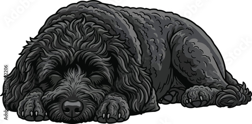Portuguese Water Dog lying down relaxed sleeping pose