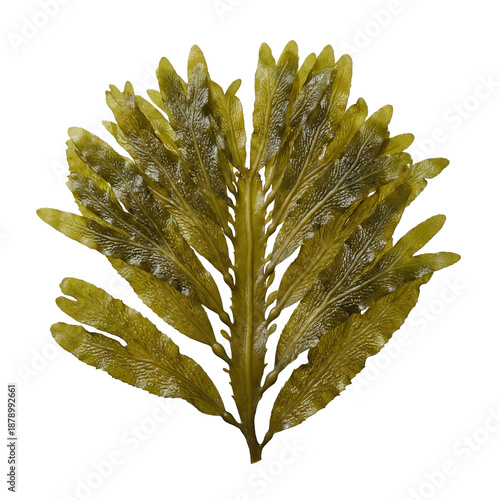 Ecklonia cava seaweed featuring broad, leathery brown fronds with a central midrib and smooth, glossy texture, a large kelp species common in temperate coastal waters.