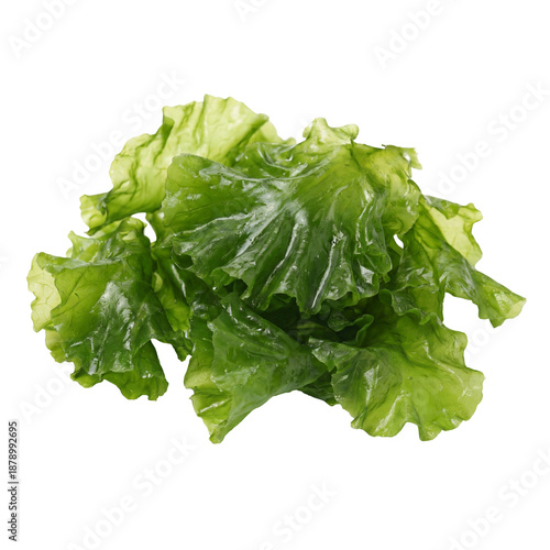 Ulva lactuca seaweed with bright green, thin, lettuce-like blades and smooth, translucent texture, commonly known as sea lettuce, a fresh edible green algae from coastal marine environments.