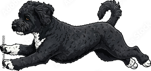 Portuguese Water Dog running energetic athletic movement