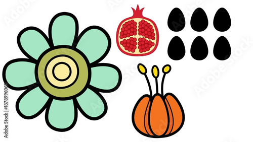 An illustration of a flower, pomegranate, and pumpkin with seeds on a white background work