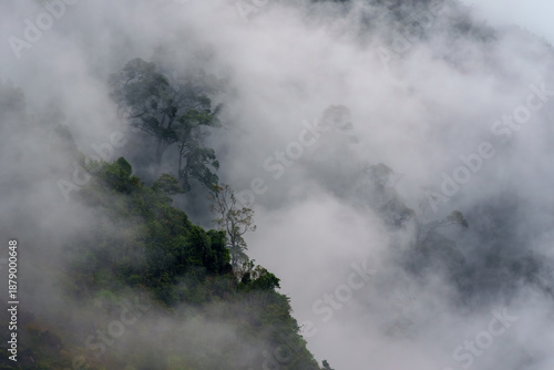 Misty forested mountainside in heavy fog with trees showing through parts of the fog.