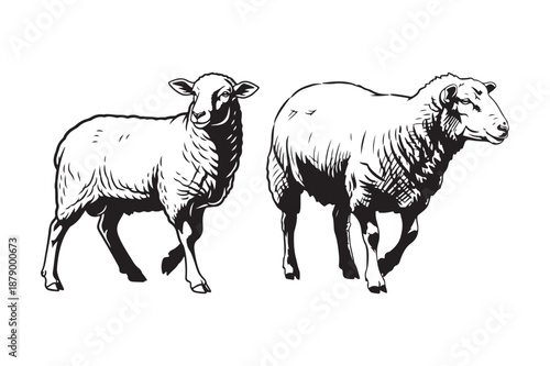 Pair of Sheep Farm Animal Line Art Illustrations