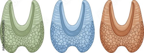 Stylized thyroid gland anatomy set, green blue brown variations, endocrine organ concept, medical health design, flat vector illustration