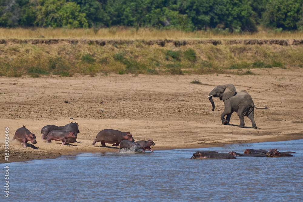Obraz premium Bull Elephant disturbs a group of Hippopotamus (Hippopotamus amphibius) in the Luangwa River in South Luangwa National Park, Zambia