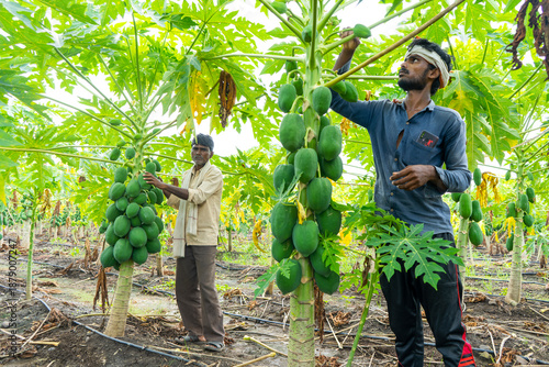 Indian farmer working in papaya plantation