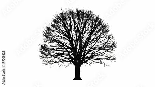 Silhouette of a large deciduous tree with bare branches against a white background.