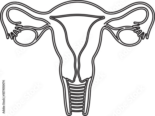 Black and white outline drawing of the human female reproductive organs Vector