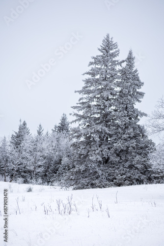 Evergreen trees in deep cold winter 