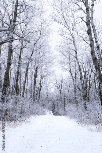 Cold winter view down trail in the woods 