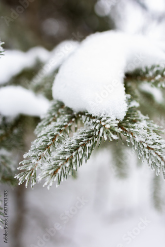 Macro shot of evergreen needles