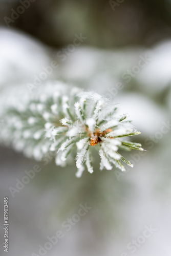 Macro shot of evergreen needles