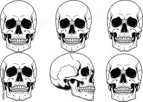 Human skull anatomy, frontal and side view, cranial sutures detail, black and white line art, flat vector illustration, 